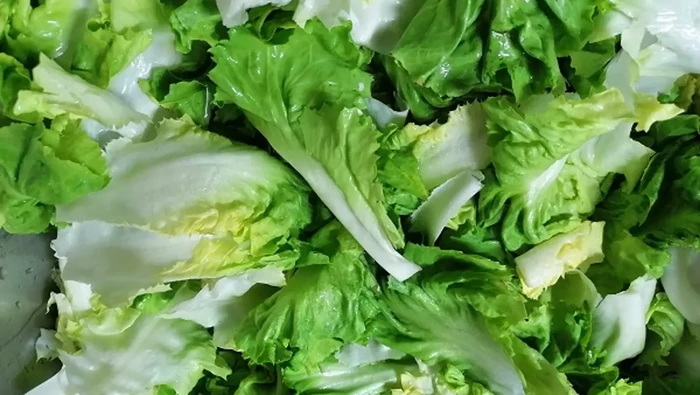 Wabah Parasit Selada Melonjak di AS, Lebih dari 6.000 Orang Terinfeksi-Picu Korban Jiwa